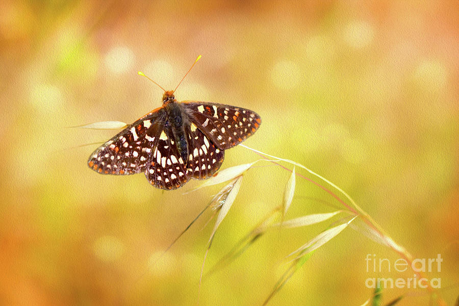 Textured Chalcedon Butterfly Photograph by Mimi Ditchie