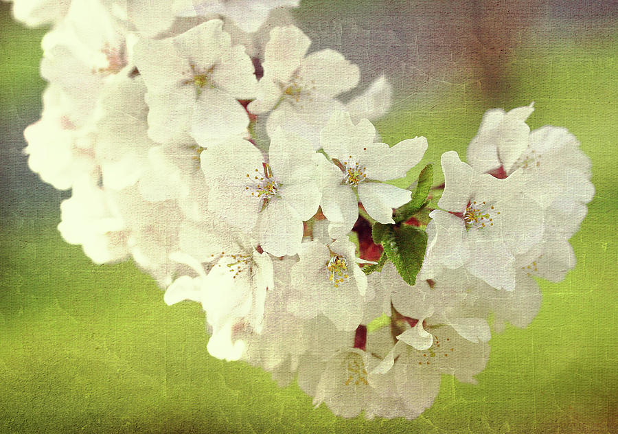 Textured Cherry Blossoms Photograph by Trina Ansel
