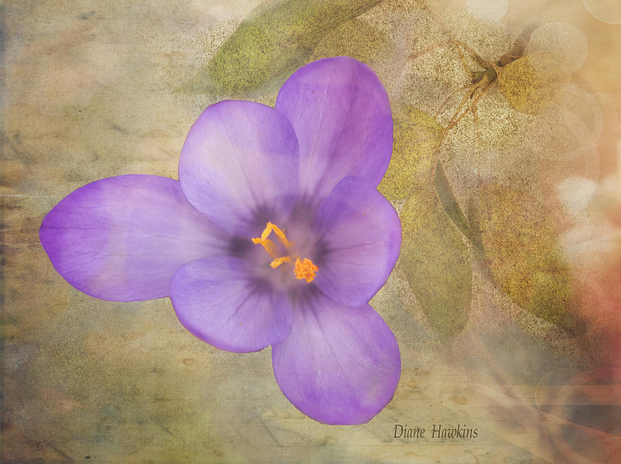 Flower Photograph - Textured Crocus by Diane Hawkins