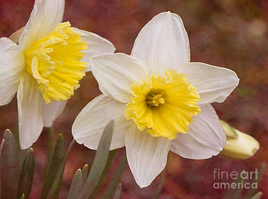 Textured Daffodil Photograph by Arlene Carmel