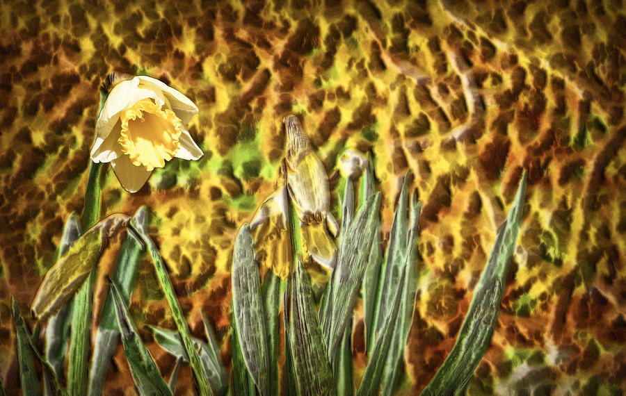Textured Daffodil Photograph by Cameron Wood
