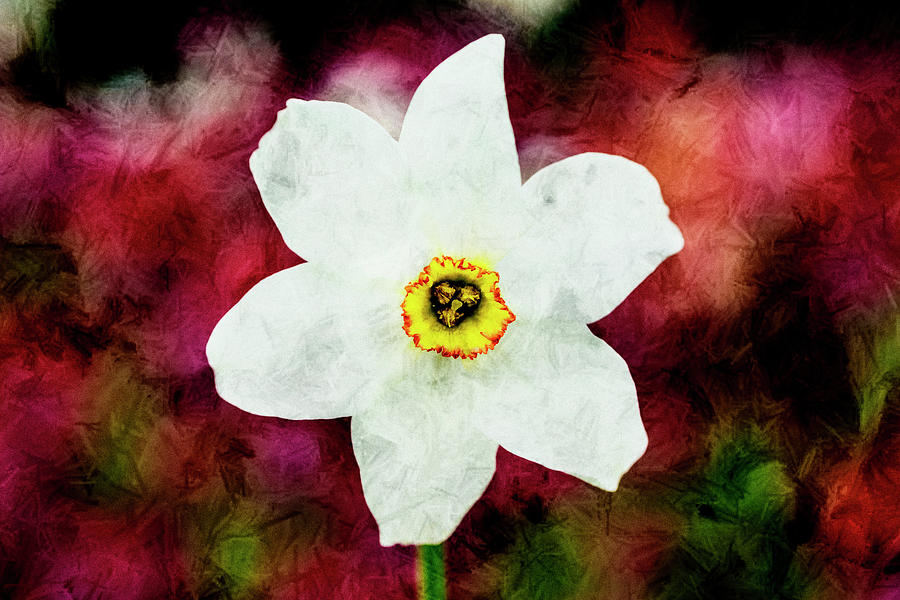 Textured Daffodil. Photograph by John Paul Cullen