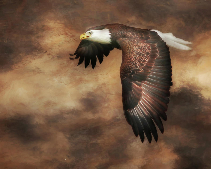 Eagle Photograph - Textured Eagle 2 by Lori Deiter