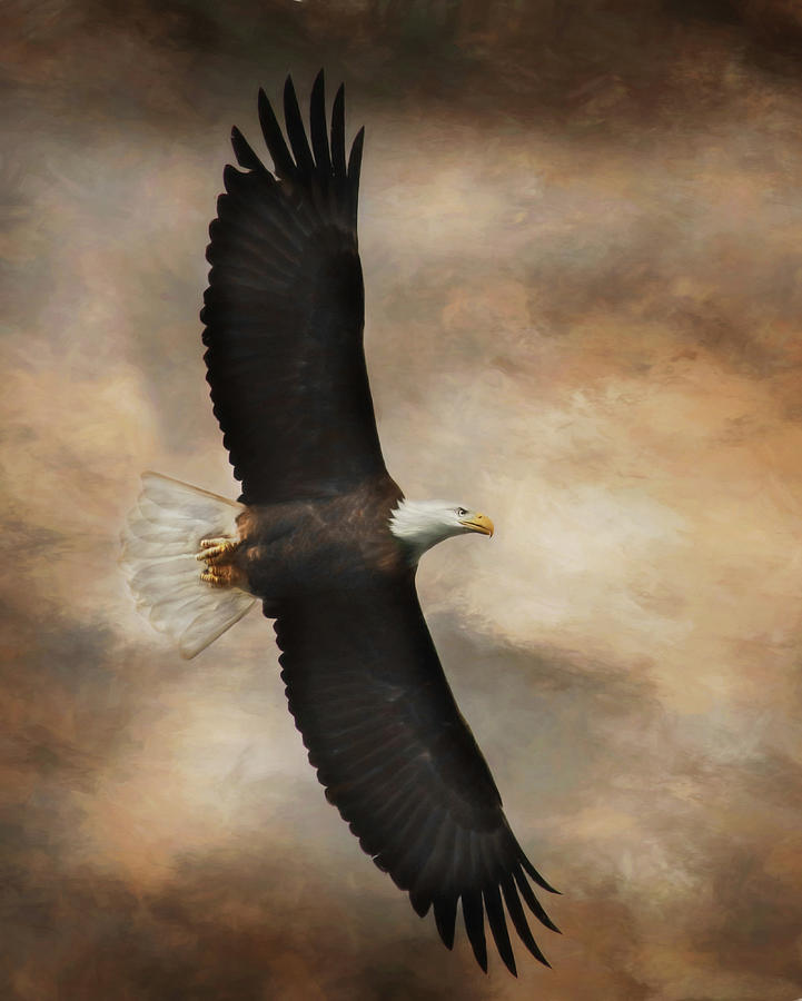 Eagle Photograph - Textured Eagle by Lori Deiter