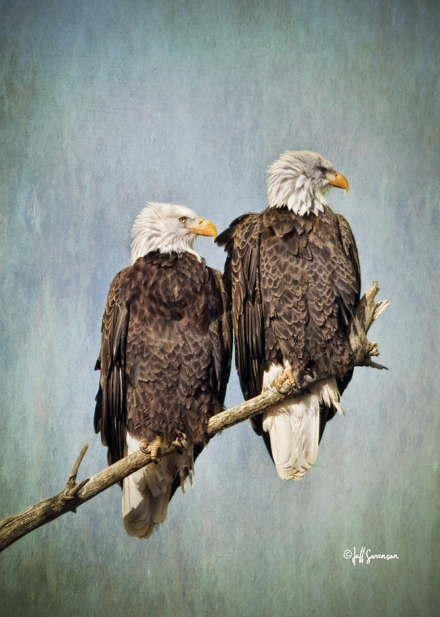 Bird Photograph - Textured Eagles by Jeff Swanson
