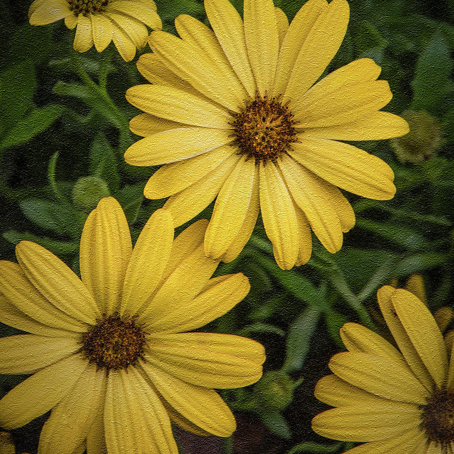 Textured Floral Photograph