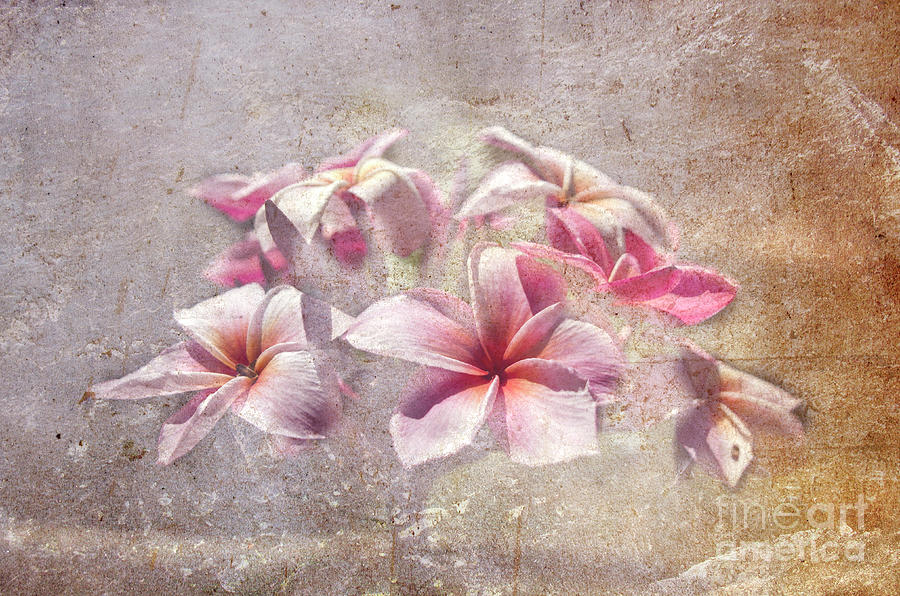Textured Frangipani Photograph by Michelle Meenawong