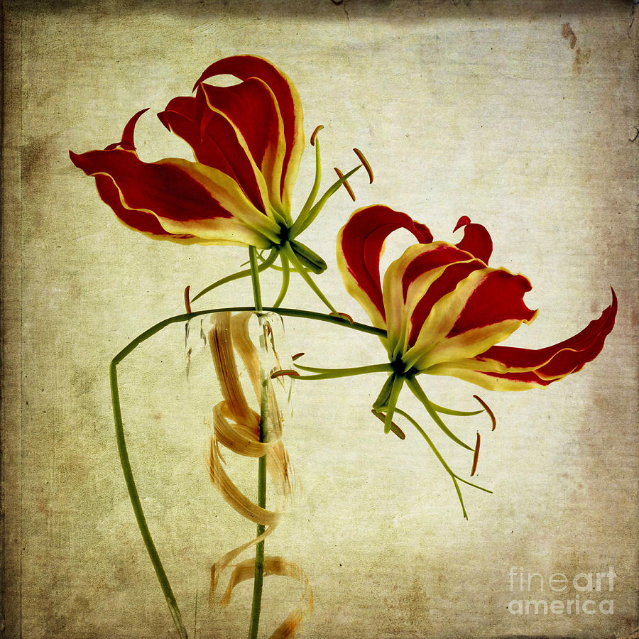 Flower Photograph - Textured Gloriosa Lily. by Bernard Jaubert