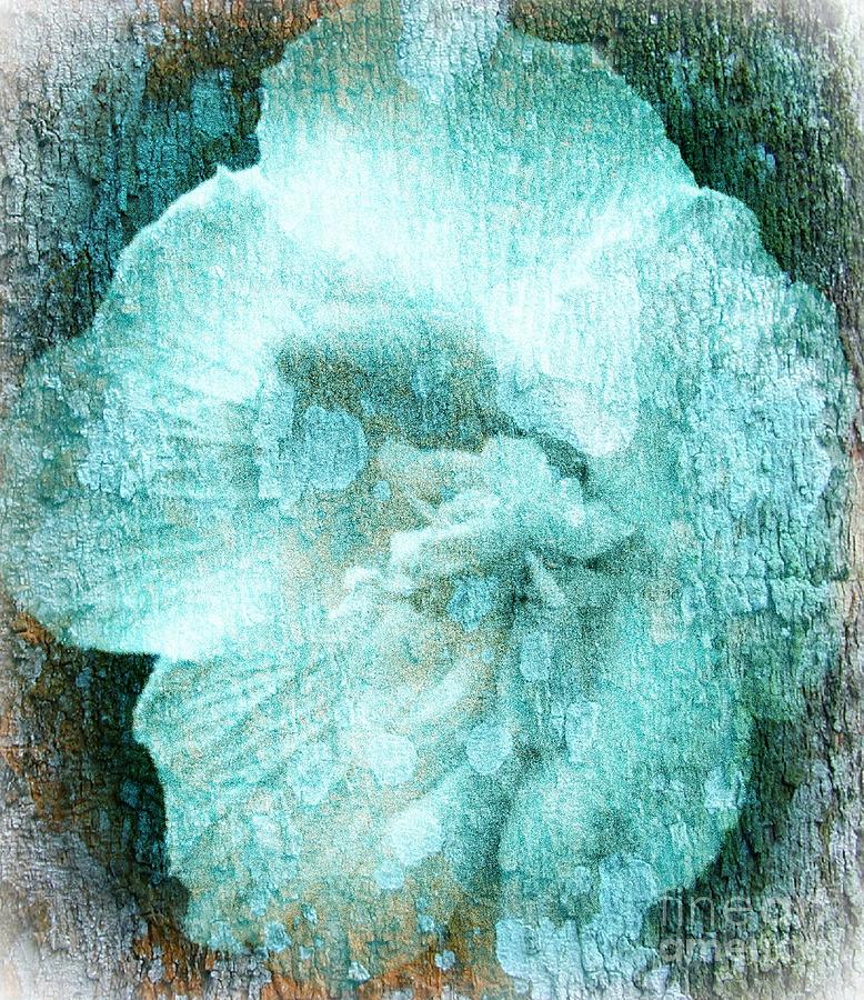 Flowers Still Life Photograph - Textured Hibiscus by Barbara S Nickerson
