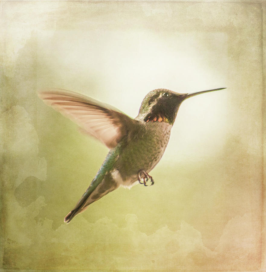 Hummingbird in Flight - textured Photograph by Marilyn Wilson