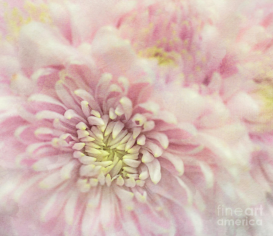 Textured In Pink Photograph by Arlene Carmel