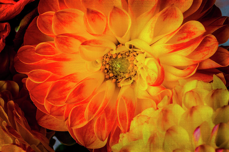 Textured lovely Dahlia In Red And Yellow Photograph by Garry Gay
