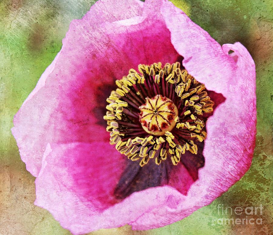 Textured Opium Poppy Photograph by Clare Bevan