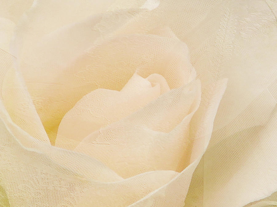 Textured Pastel Rose Photograph by Blair Wainman