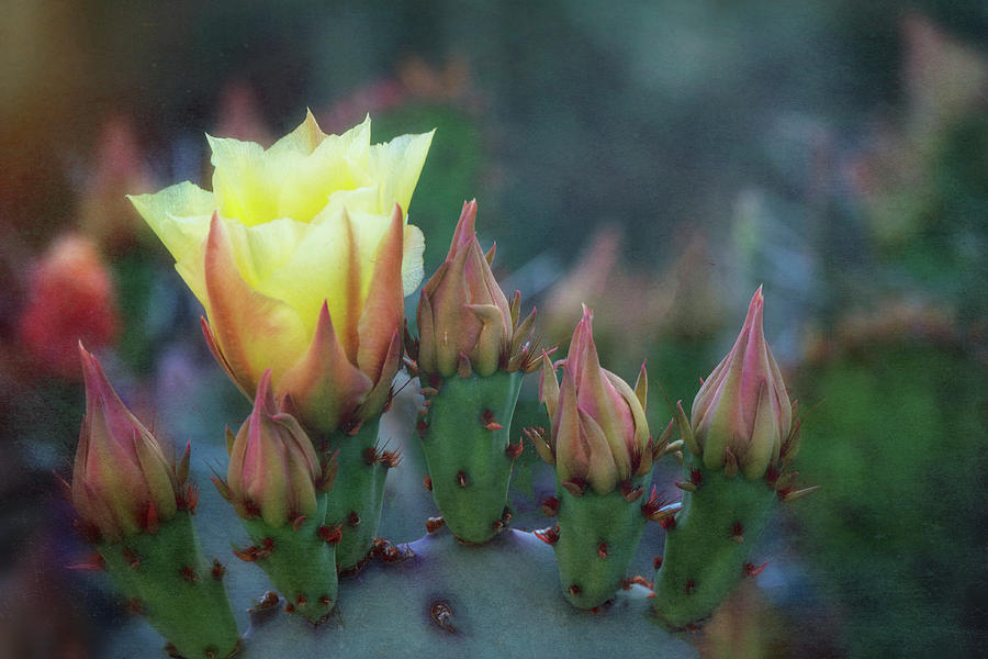 Textured Prickly Pear  Photograph by Saija Lehtonen