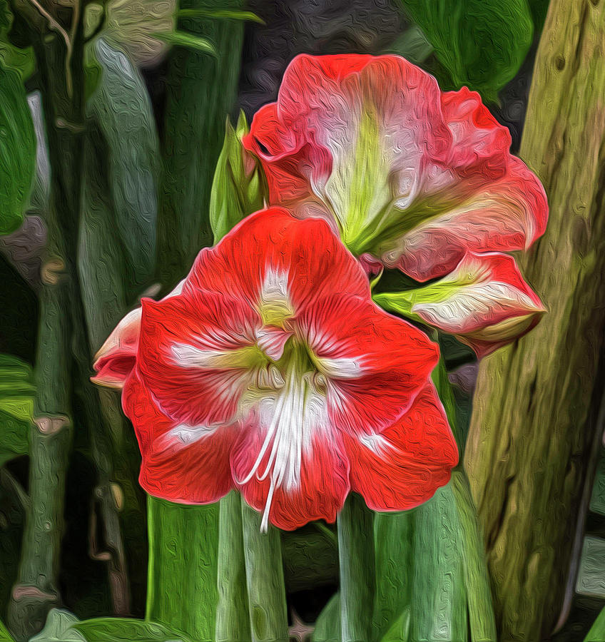 Textured Red and White Lilies Photograph by Cynthia Wolfe