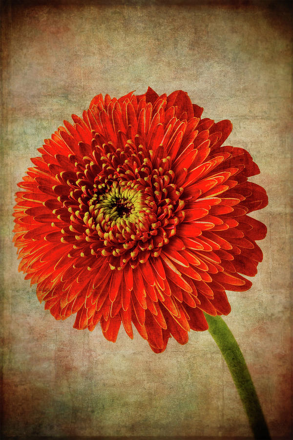 Textured Red Daisy Photograph by Garry Gay