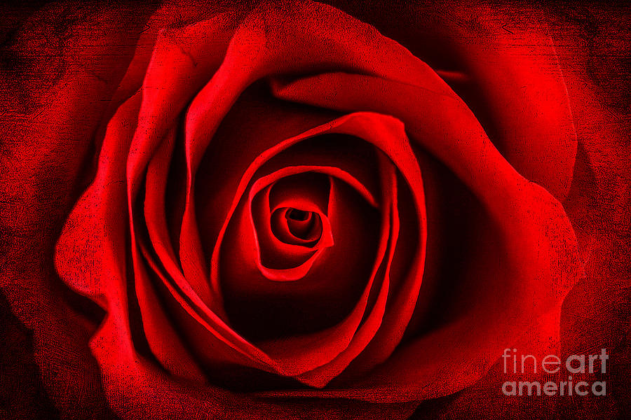 Textured Red Rose Digital Art by Randy Steele