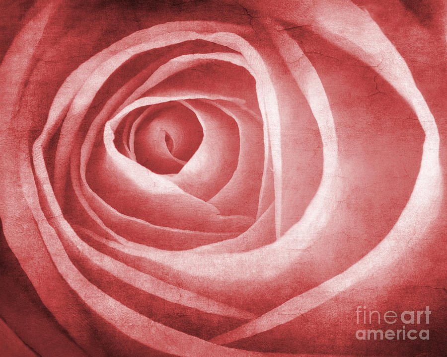 Textured Rose Macro Photograph by Meirion Matthias