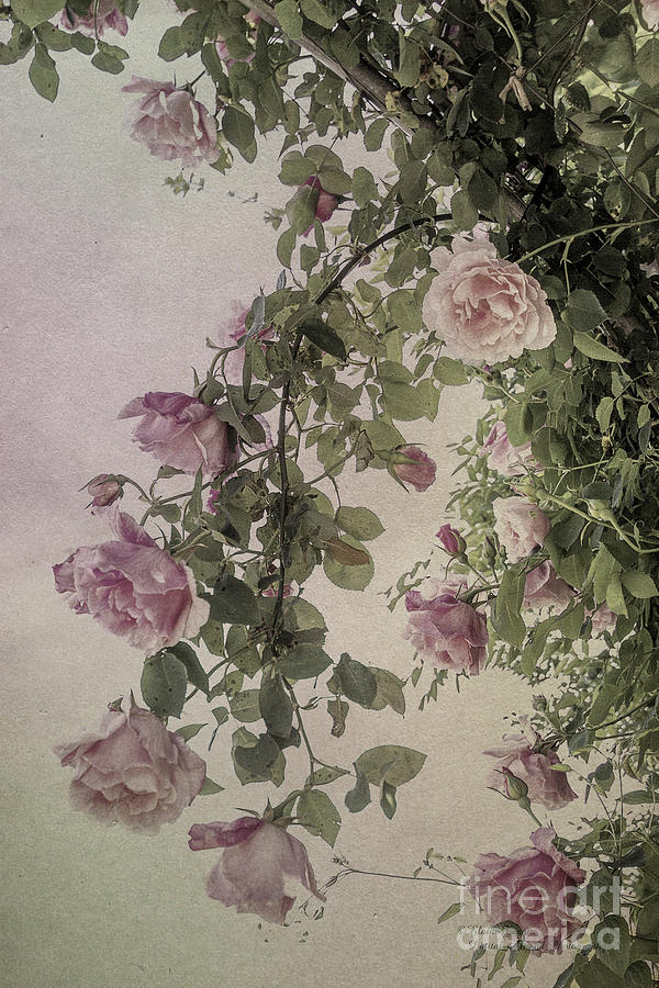 Textured Roses Photograph by Elaine Teague