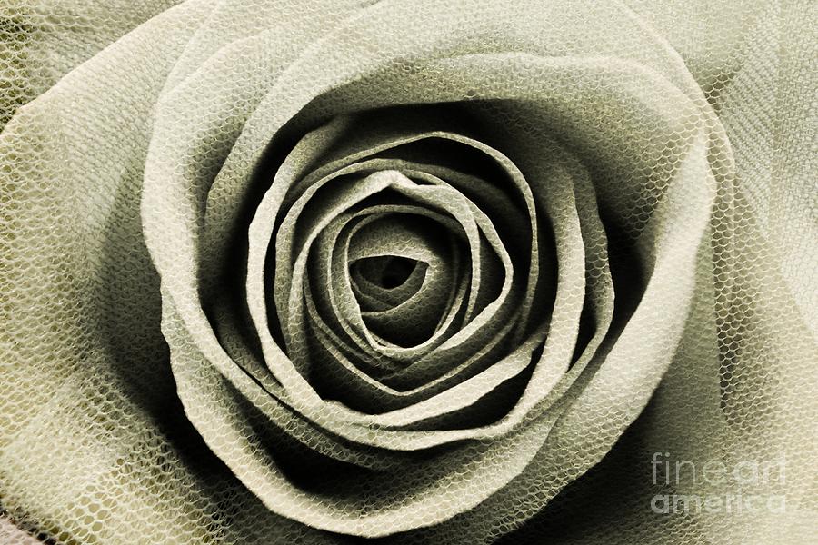 Textured Sepia Rose Photograph by Clare Bevan