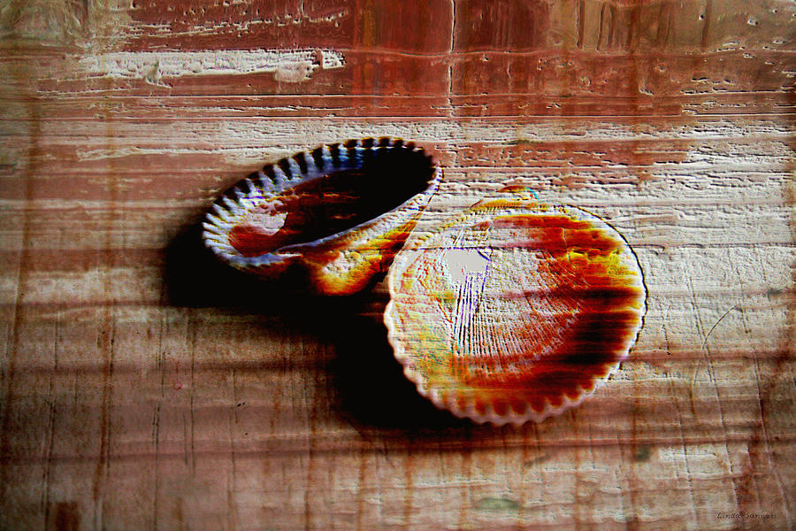 Textured shells Photograph by Linda Sannuti