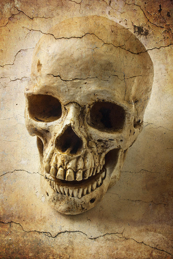 Textured Skull Photograph by Garry Gay