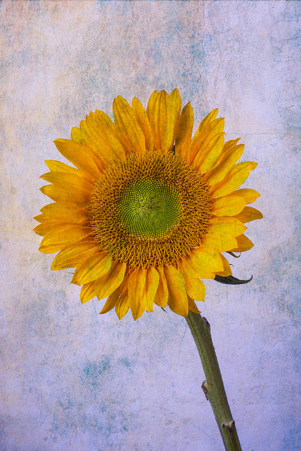 Textured Sunflower Photograph by Garry Gay
