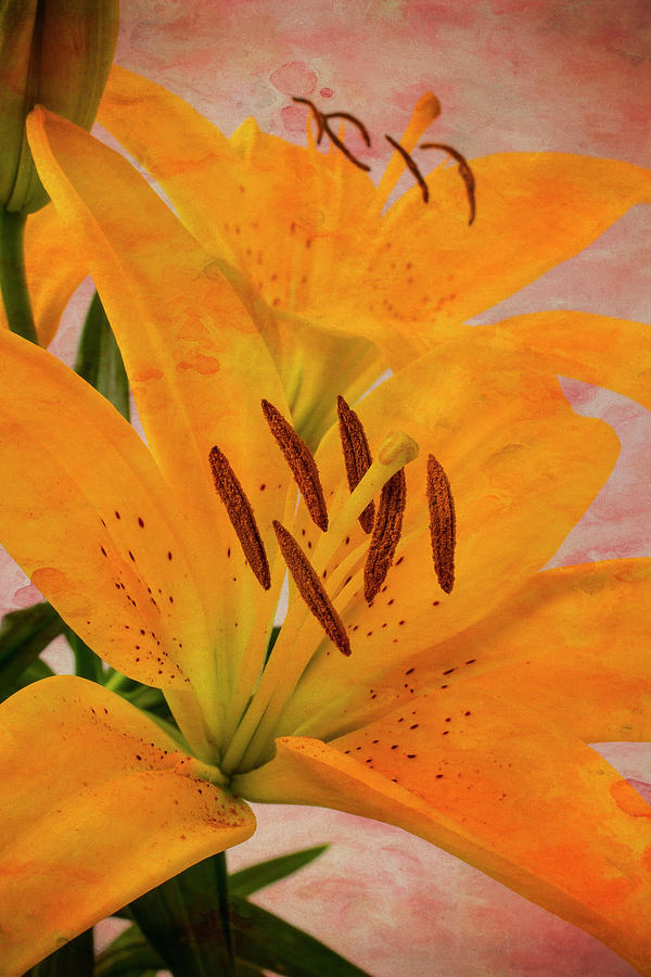 Textured Tiger Lily Photograph by Garry Gay