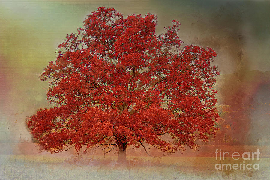 Mountain Photograph - Textured Tree by Geraldine DeBoer