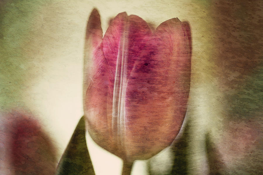 Textured Tulip Photograph by Cynthia Wolfe