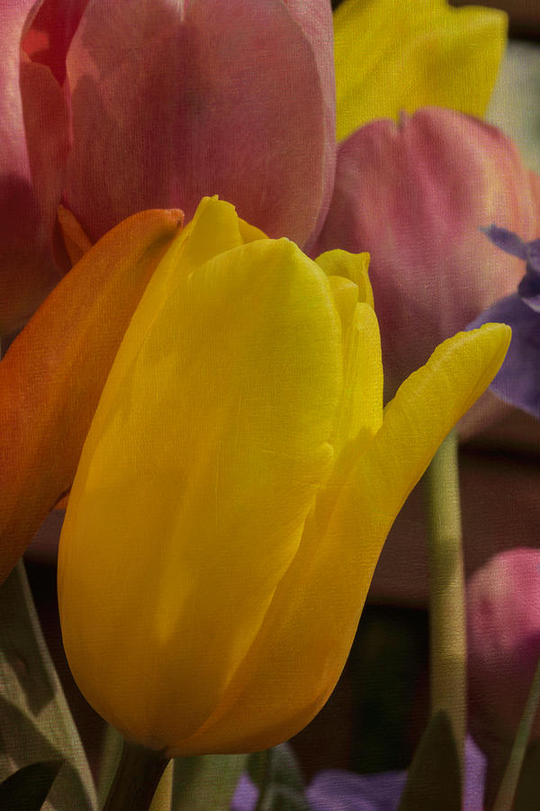 Textured Tulips Photograph