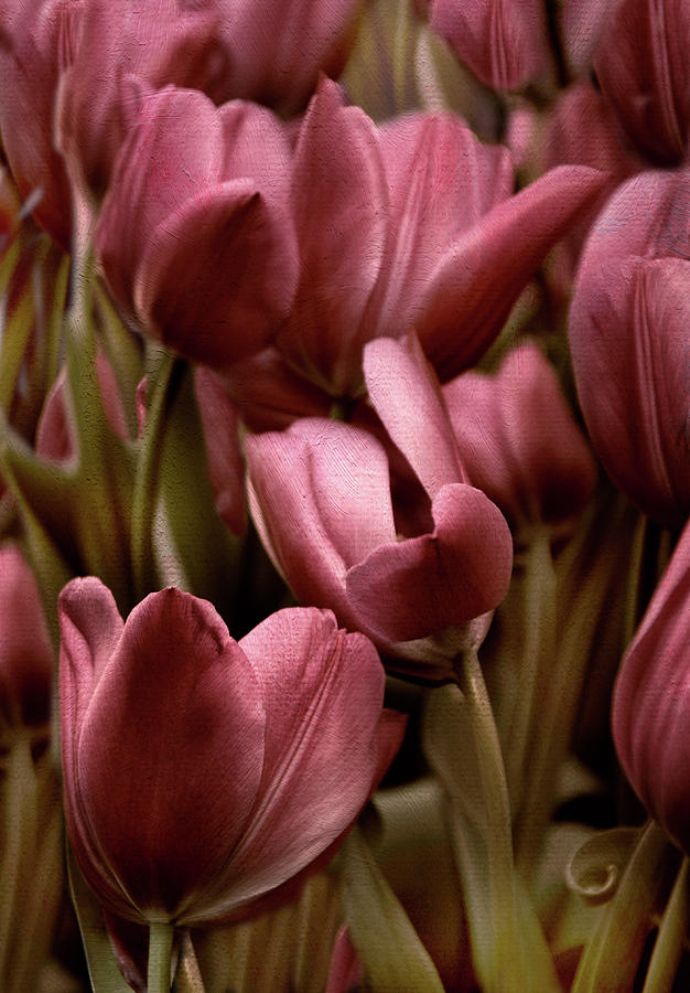 Textured Tulips Photograph by Jessica Jenney