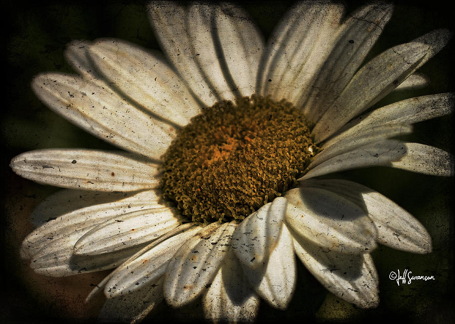Flowers Still Life Photograph - Textured White Flower by Jeff Swanson