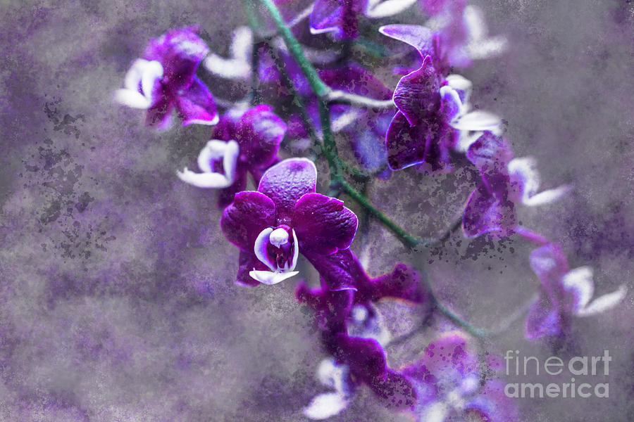 Textures In Purple Photograph