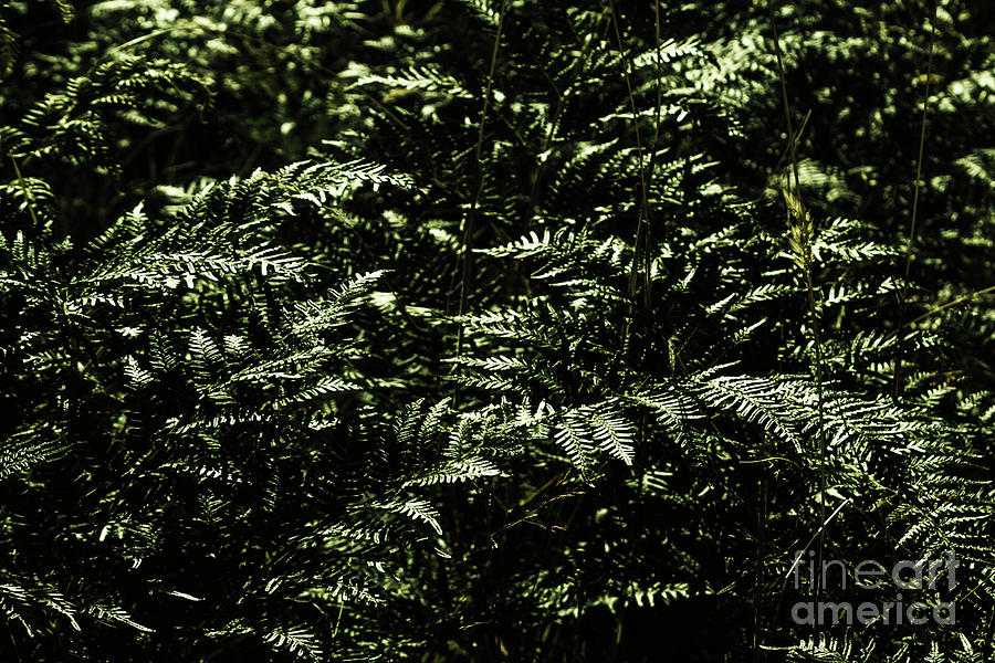 Textures of a rainforest Photograph by Jorgo Photography