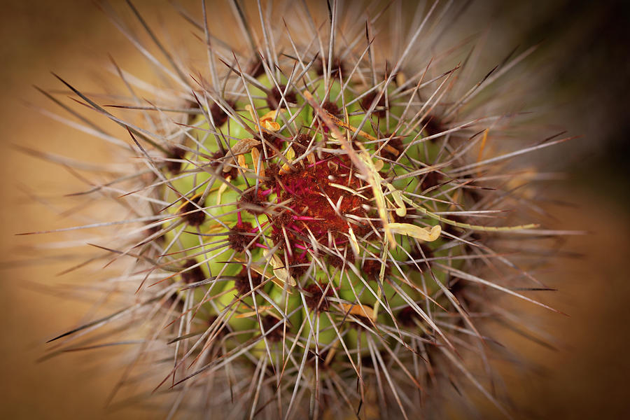 Textures of Arizona Photograph by John Magyar Photography