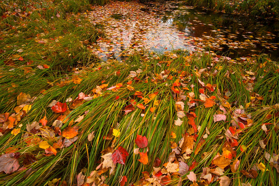 Textures Of Autumn Photograph by Irwin Barrett