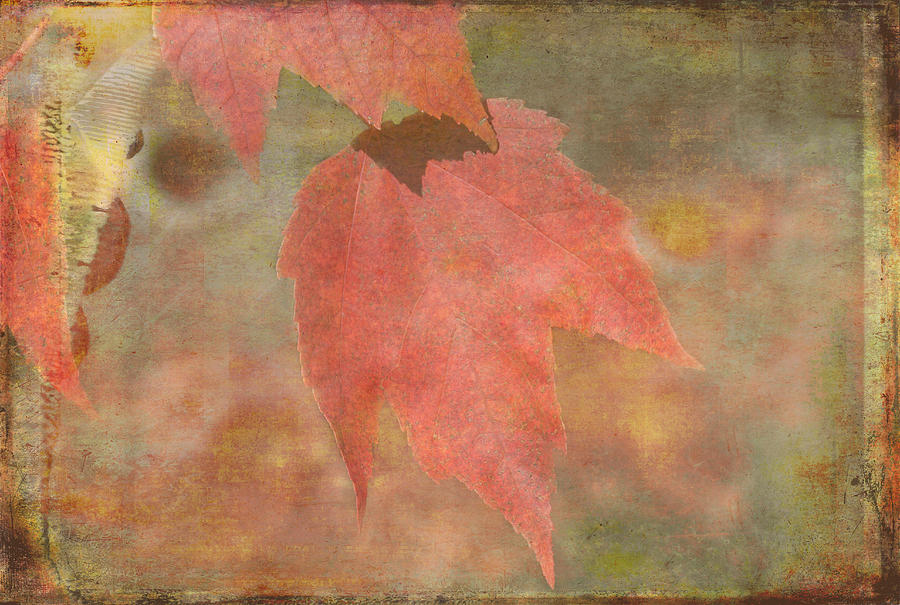 Textures Of Fall Photograph by Arlene Carmel