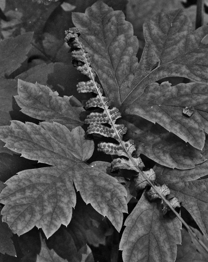 Textures of the Wild Forest by Charles Lucas Textures of the Wild Forest by Charles Lucas