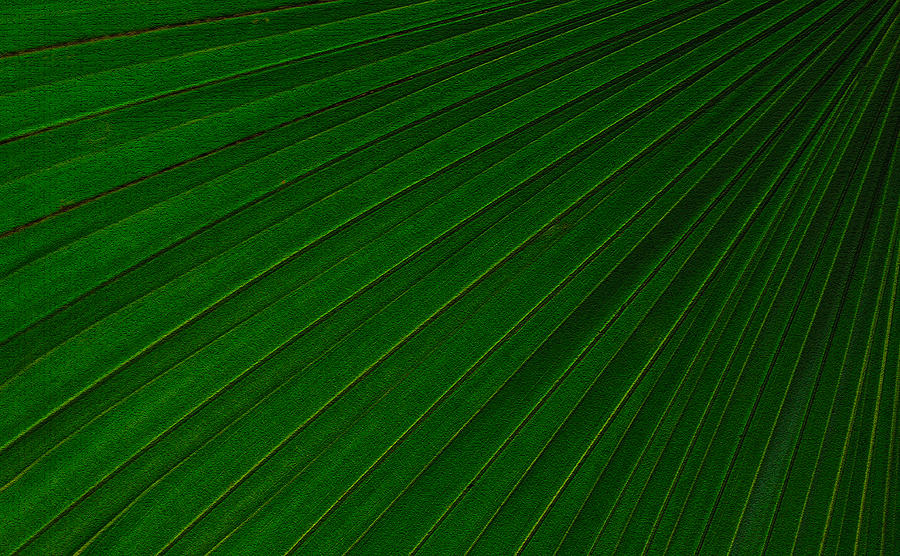 Texturized Palm Leaf Photograph by Tikvahs Hope
