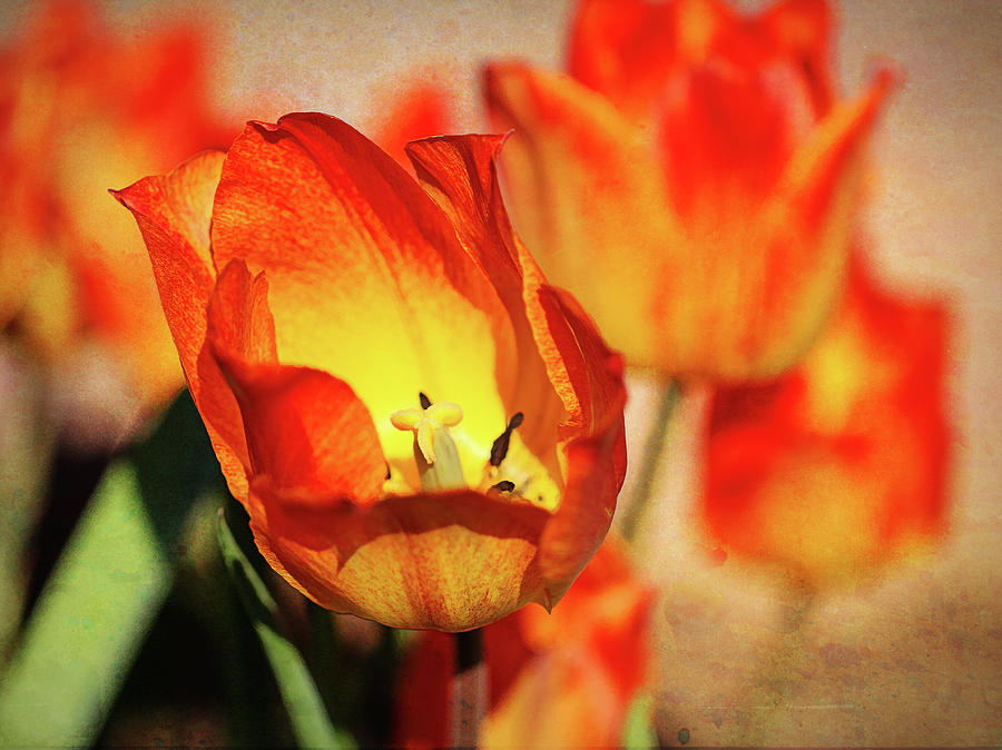 Texturized Tulips Photograph by Lorraine Baum