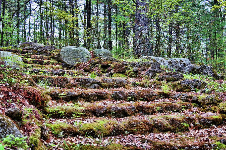 The Mossy Way Photograph