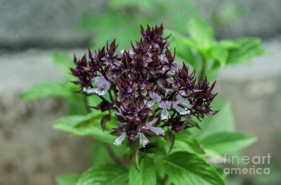Thai Basil Flower Photograph by Michelle Meenawong