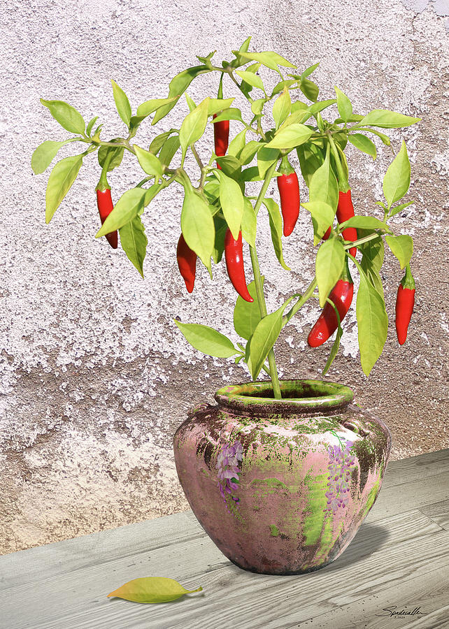 Thai Chili Plant in Pot Digital Art by M Spadecaller