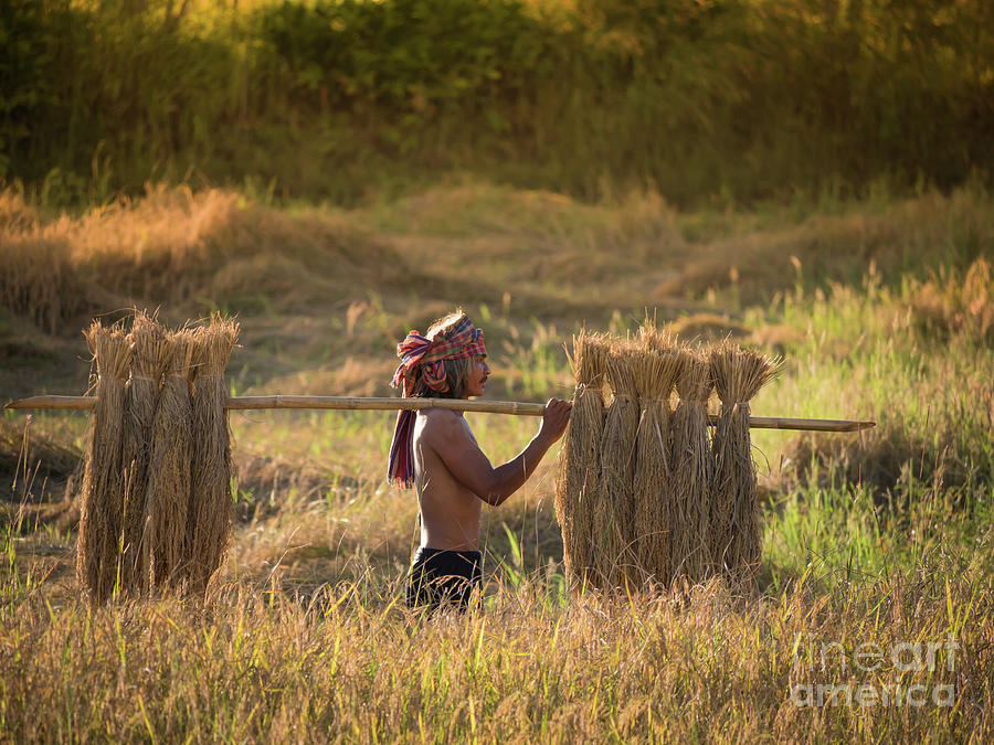 Thai farmer carrying the rice on shoulder after harvest. Photograph by Tosporn Preede