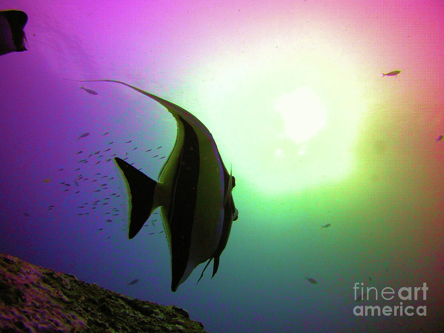 Thailand Batfish Photograph by Radine Coopersmith