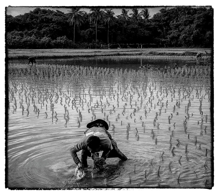 Thailand Rice Planting Photograph by David Longstreath