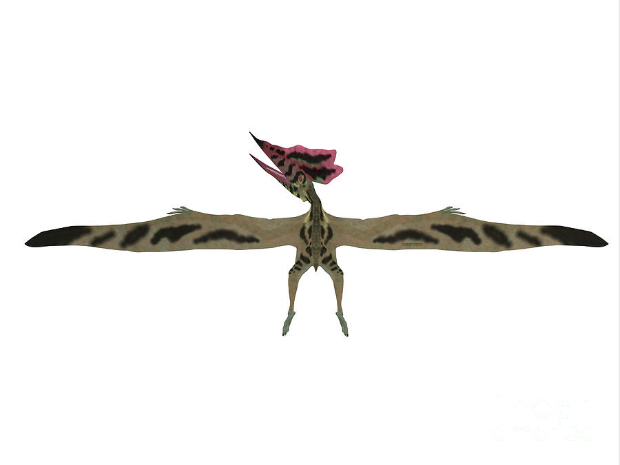 Thalassodromeus Pterosaur Profile Painting by Corey Ford