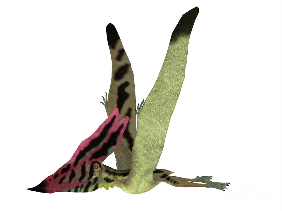 Thalassodromeus Pterosaur Side View Painting by Corey Ford